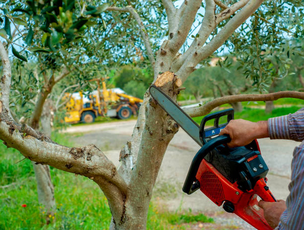 The Steps Involved in Our Tree Care Process in Prescott, AR